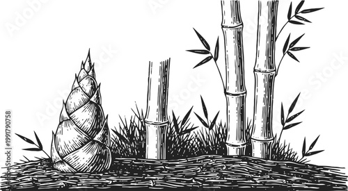 Bamboo stalks and fresh shoot growing in natural soil hand drawn illustration of plant sprout and leaves