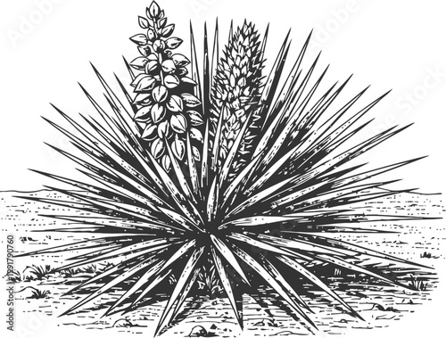detailed black and white illustration of a blooming desert yucca plant with spiky leaves and flower stalks