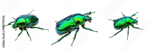 Foto A shiny green beetle insect isolated on white background high resolution macro p