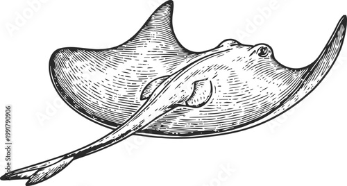 Detailed ink drawing of a stingray swimming underwater with spread fins and long tail