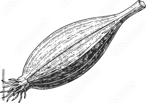 Vintage hand drawn illustration of a whole sesame seed pod with detailed texture and roots