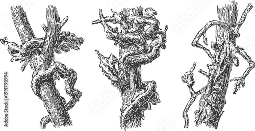 Grapevine branches pruned and twisted old wooden vines with detailed bark texture vineyard plant close up illustration