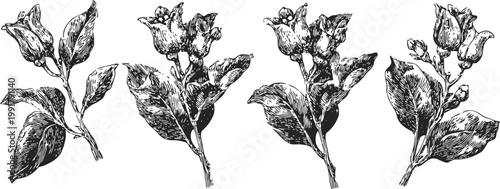 vintage botanical illustration of bellflower branches with leaves and blossoms in detailed black ink