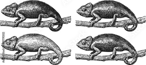 Detailed vintage chameleon drawing set four black and white reptile illustrations on branch