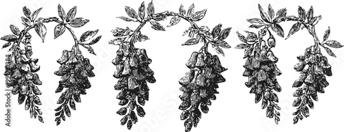 vintage hand drawn bellflower branches with leaves botanical floral elements with detailed ink engraving nature ornaments and flower illustrations