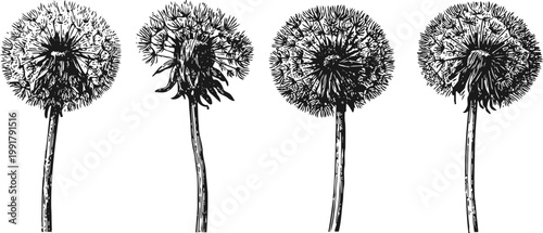 Dandelion seed heads in black and white illustration showing four different stages of puffball flowers