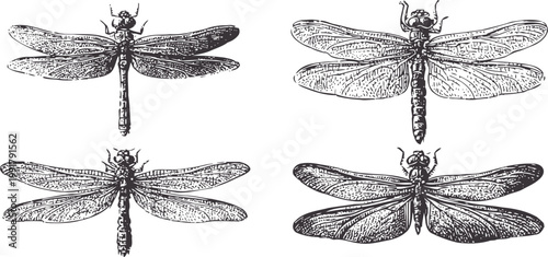 vintage dragonflies set with detailed wings and bodies insect illustrations, entomology art, nature sketches collection