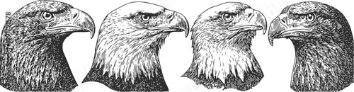 detailed vintage eagle head illustrations four majestic birds of prey side views realistic wildlife portraits in black and white engraving