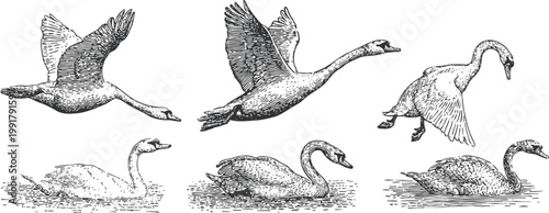 Detailed vintage black and white swans set, flying and swimming, hand drawn waterbirds illustration