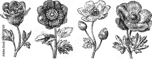 vintage hand drawn floral illustrations of anemone flowers with detailed leaves and buds