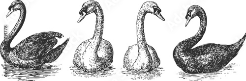 vintage illustration of four swans swimming and standing in different poses with detailed feathers