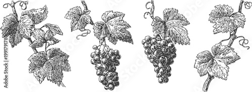 vintage grapevine illustrations with leaves and grape clusters detailed botanical sketches
