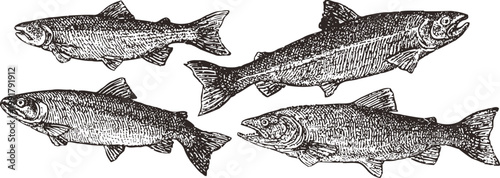four detailed vintage trout fish illustrations showing side views with scales fins and tail