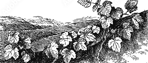 Vintage grapevine illustration with leaves and clusters in rustic vineyard landscape
