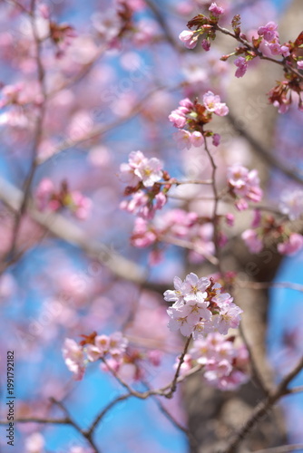桜の花