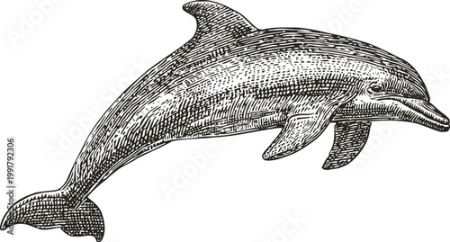 Detailed hand drawn dolphin illustration ocean mammal, wildlife engraving style, marine animal sketch