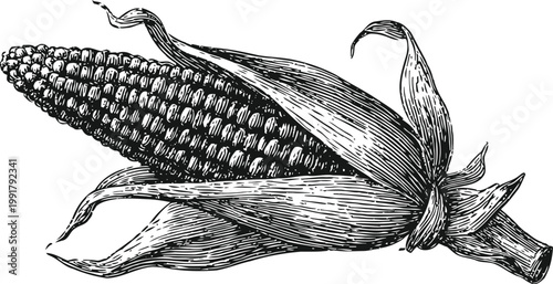 Detailed black and white illustration of ear of corn with husk partially peeled, vintage agricultural drawing