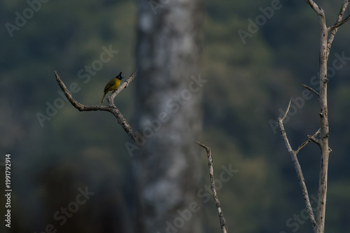 Black-crested Bulbul, Rubigula flaviventris, perched on bare branch in moody forest, surrounded by soft, muted tones, concepts of solitude, stillness, introspection, and minimal nature storytelling