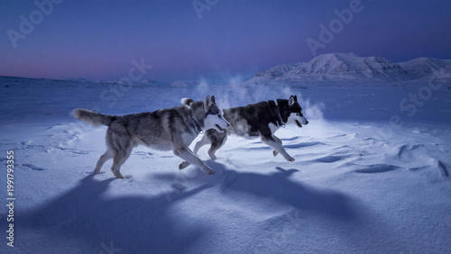 Two husky dogs running across snowy mountain at blue winter twilight