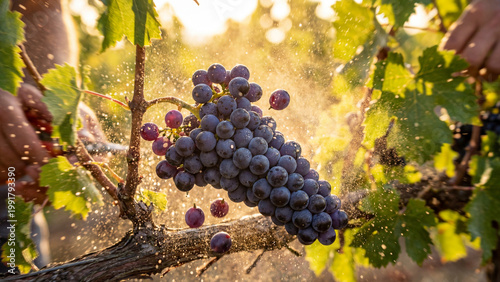 Grape in vineyard at sunny day with ripe purple cluster on warm vine