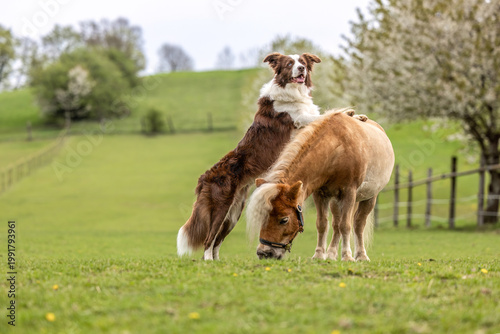 Foto Border Collie standing with front paws on a Shetland pony gelding while the pony