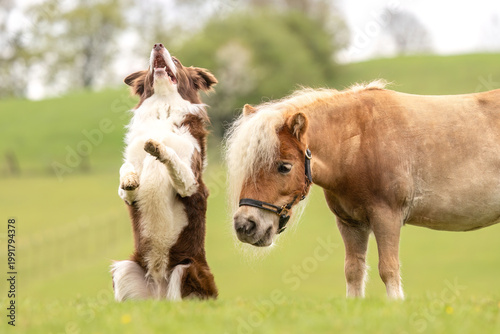 Foto Border Collie doing a sitting up trick beside a calm Shetland pony gelding in a