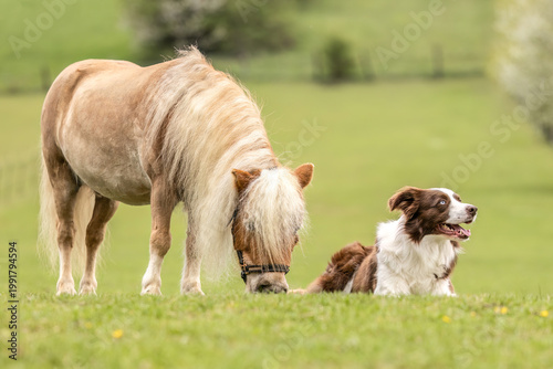 фотографія Relaxed Border Collie lying in grass beside a grazing Shetland pony gelding in a