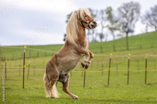 Foto Shetland pony gelding rearing on hind legs in spring pasture
