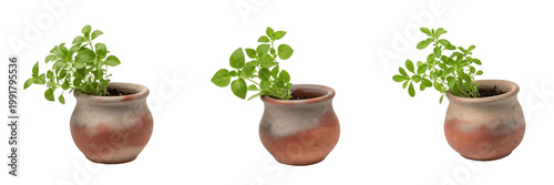Fotografija A small green plant in a terracotta clay pot isolated on white background high resolution nature photography for interior decoration and home gardening and botanical study and sustainable living