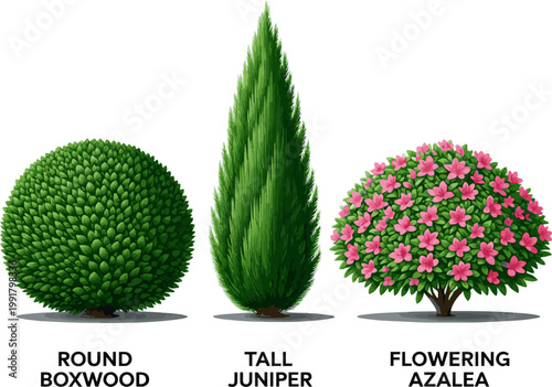 Create a realistic Set of shrubs and bushes in elevation view for use in architectural drawings vector art with white background..