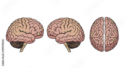 Three detailed human brain illustrations featuring two lateral views and one superior view are presented with clear dark outlines on a white background.