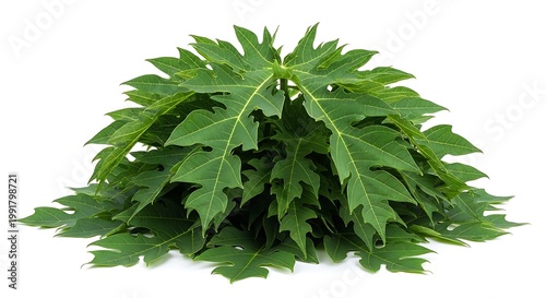 Fresh green leafy vegetable bunch.