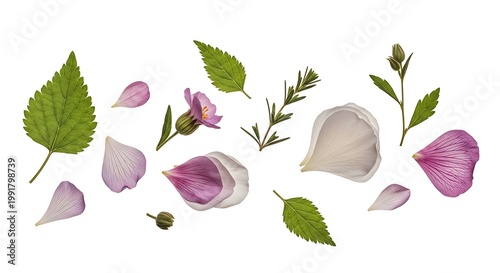 Fresh green leaves and flower petals.