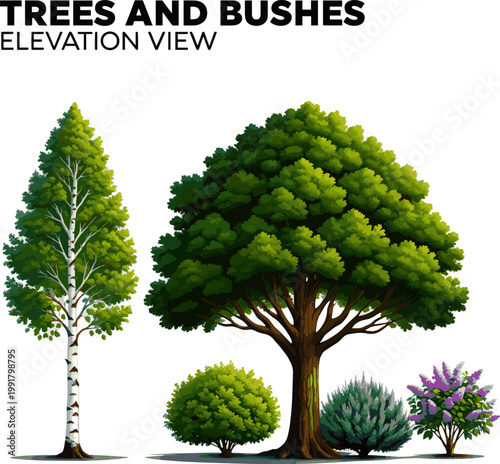 Create a realistic Trees and bushes in elevation view for use in architectural drawings vector art with white background..
