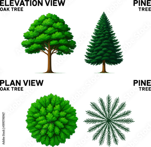 Create a realistic Trees in elevation and plan view for use in architectural drawings vector art with white background..