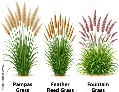 Create a realistic Vector set of ornamental grasses in elevation view for architectural drawings vector art with white background..