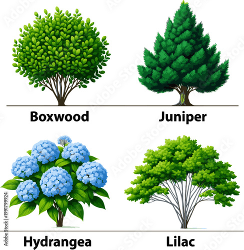 Create a realistic Vector set of shrubs and bushes in elevation view for use in architectural drawings vector art with white background..
