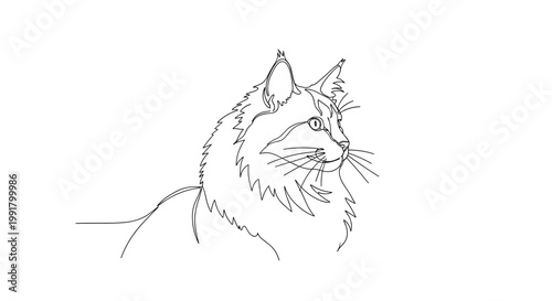 Norwegian Forest cat head portrait line art on white background