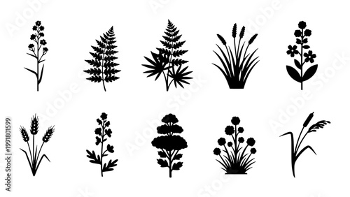 Botanical plant silhouettes set, 10 floral vector elements, black garden herbs and wild meadow grass icons, minimalist nature foliage illustrations