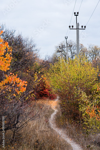road to the forest. autumn forest