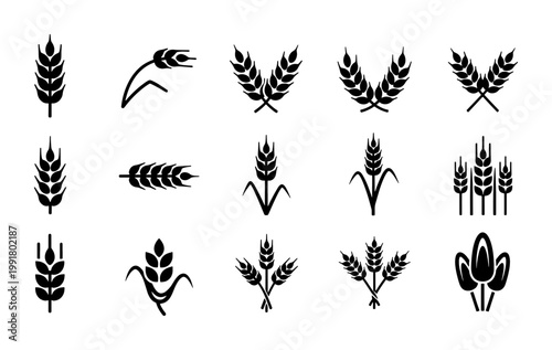 Wheat ear icons set, black cereal grain silhouettes, 15 organic agriculture vector elements, barley and rye stalks for bakery logo design