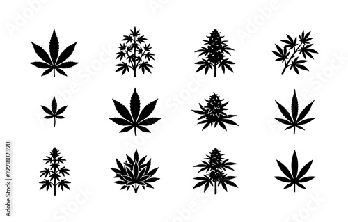 Cannabis leaf silhouette icons set, 12 marijuana plant vector elements, black hemp foliage symbols for dispensary branding and medical product labels