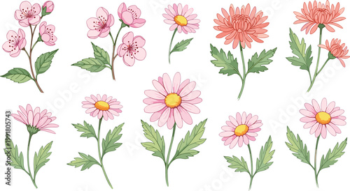 set of flowers isolated on white