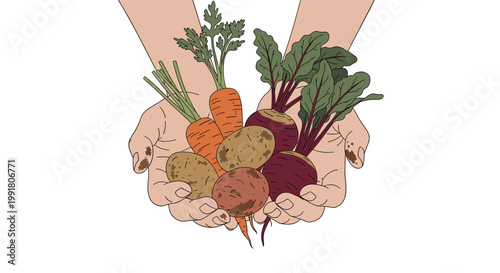 Meticulous hands covered in garden soil gently cradle a vibrant harvest of organic carrots, earthy potatoes, and deep purple beetroots on white.