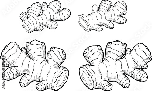 Vector Set of Hand-Drawn Ginger Roots for Food, Spice, and Botanical Designs