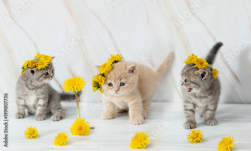 little British kitten with dandelions