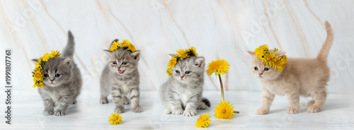 little British kitten with dandelions. Panorama. Panoramic image