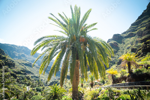 Close up of agave plant with sharp green leaves growing in natural outdoor environment. Concept of nature, tropical vegetation and botanical detail.
