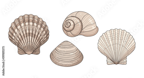 Four distinct types of seashells including fan scallops and a spiral snail shell are meticulously illustrated in soft natural beige and brown earth tones.