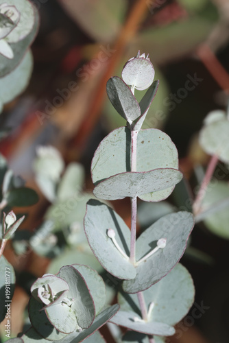Eucalyptus gunnii Azura ('Cagire'). Close up of single stem of juvenile silver cider gum foliage. 